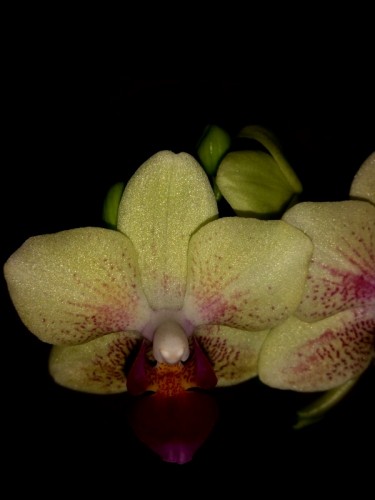 орхидеи продажа киев,орхидеи купить,орхидея мини, сортовые орхидеи;