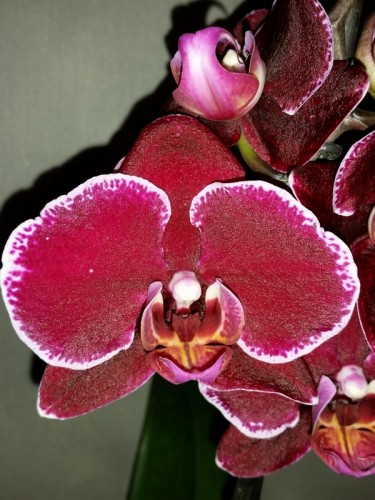 черная орхидея,темно-бордовая орхидея купить киев и украина;