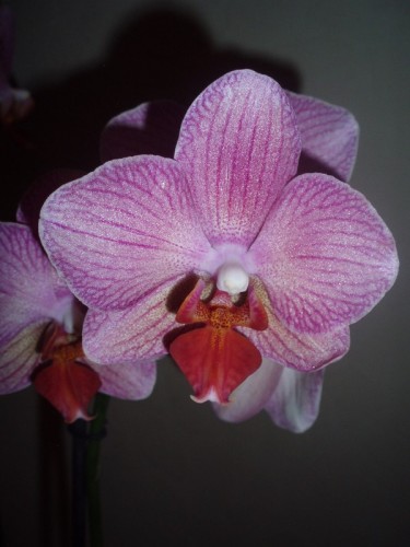 дешевые орхидеи киев купить, уценка орхидей киев;