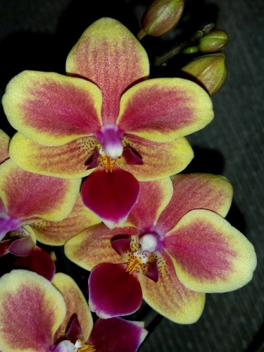 миди мультифлора купить, красные и желтые орхидеи купить недорого;