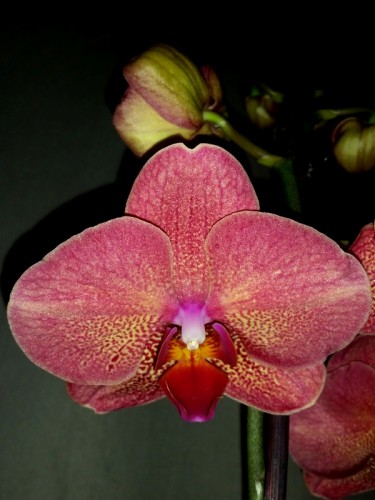 орхидеи продажа киев,орхидеи купить,орхидеи КОРАЛЛОВЫЕ воск;