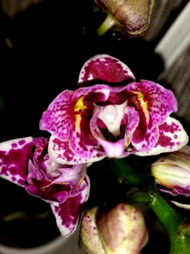 миниорхидеи,минифаленопсисы,орхидеи пилорики,бабочки,продажа орхидей к