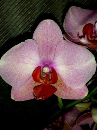 орхидеи для подарка, персиковый фаленопсис купить в подарок;