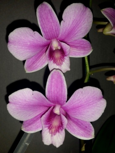 дендрофаленопсис купить недорого, орхидеи продажа киев, орхидеи купить
