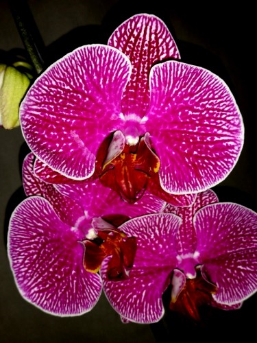 орхидеи продажа киев и украина,орхидеи почтой;