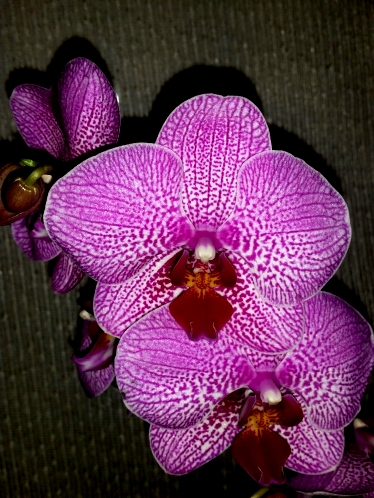 орхидеи продажа киев,орхидеи купить,орхидея КРУПНАЯ мультифлора,сортов