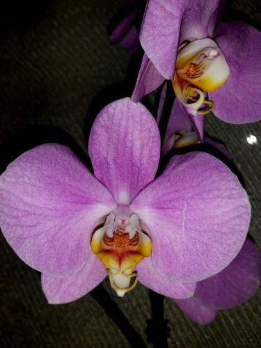 крупные орхидеи 10-12 см цветок купить,королевские фаленопсисы купить
