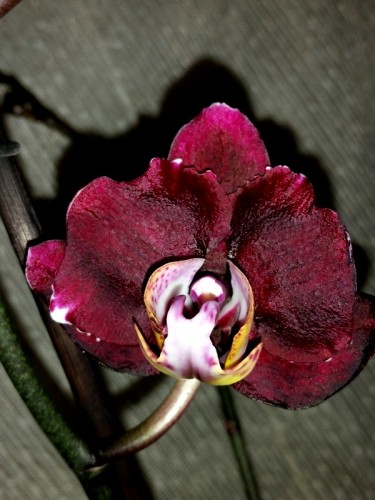 орхидеи продажа киев и украина, черные орхидеи купить недорого;