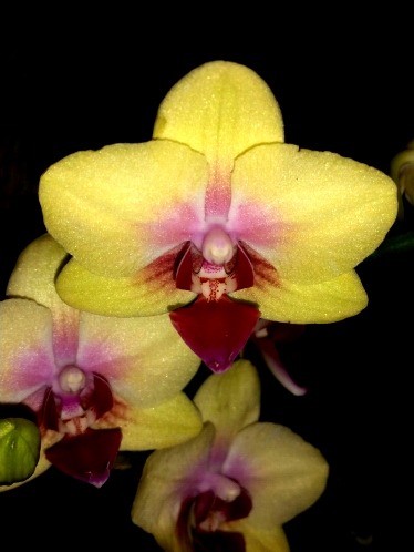 миди мультифлора спанки орхидея купить, орхидеи продажа киев и украина
