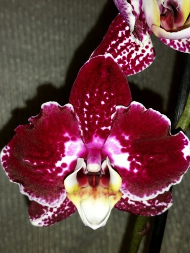 темные бордовые орхидеи,бархатные фаленопсисы, черные орхидеи купить н