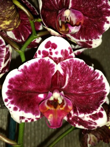 восковые орхидеи фаленопсисы купить киев;
