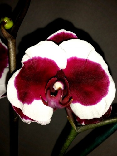 черные орхидеи восковые купить, продажа орхидей в киеве;