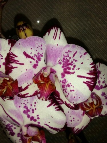 фаленопсис ДАЙМОНД СКАЙ купить недорого,сортовые орхидеи продажа
