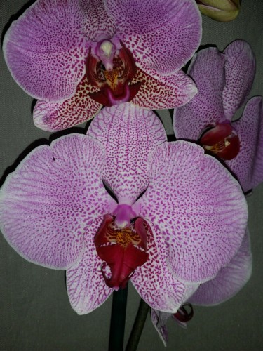 орхидеи редких расцветок купить киев И УКРАИНА, орхидеи продажа киев и