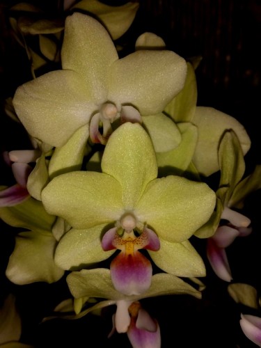 орхидеи продажа киев и украина,недорогие орхидеи,купить орхидею для по