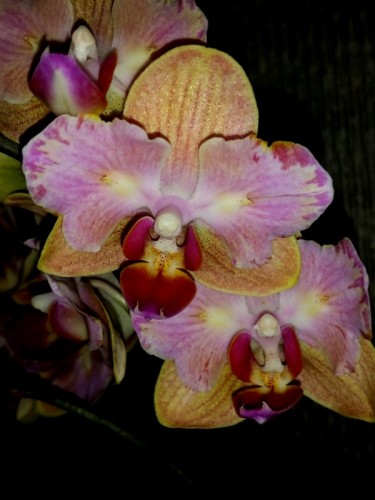 фаленопсис бабочка мультифлора купить недорого, орхидеи продажа киев и