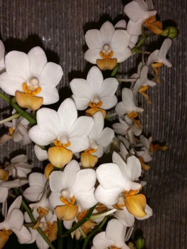 льюис трипринцесс оптифлор, орхидеи продажа киев и украина,орхидеи поч