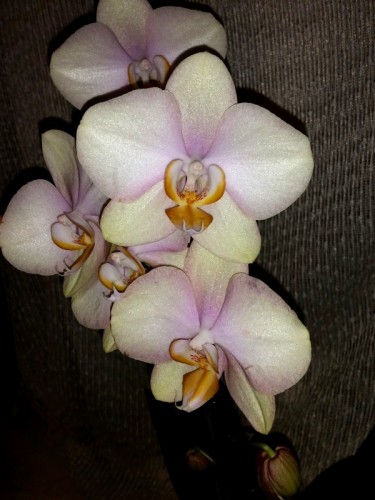 орхидеи крупные каскадные, орхидеи на подарок купить недорого орхидеи
