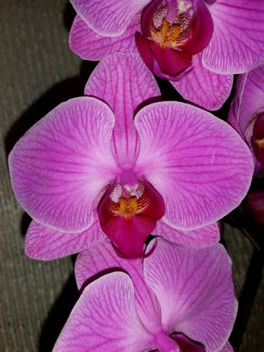 фаленопсис пасадена купить недорого,орхидеи продажа киев;