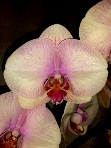 орхидеи продажа киев и украина,недорогие орхидеи,купить орхидею для по