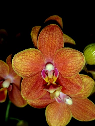 орхидеи продажа киев,орхидеи купить, орхидеи восковые АРОМАТНЫЕ,ОРХИДЕ