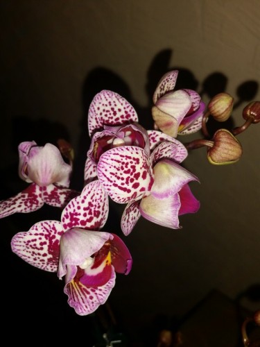 фаленопсис пилорик купить недорого,миди мультифлора орхидеи купить нед
