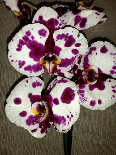 орхидеи продажа киев и украина недорого,уценка орхидей, дешевые орхиде