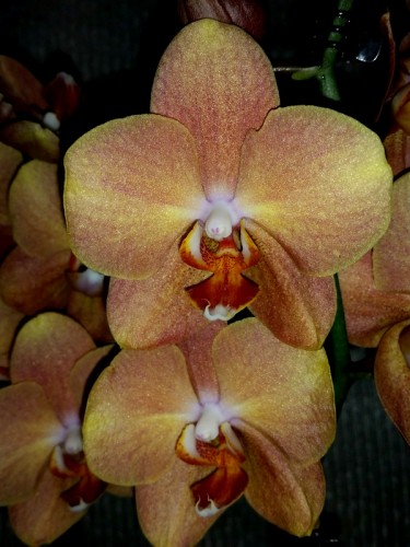 орхидеи продажа киев и украина,орхидея золотая;