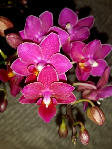 ампельные орхидеи,ароматные орхидеи купить;