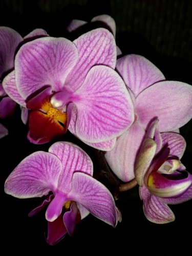 орхидеи миди мультифлора купить,орхидеи продажа,орхидеи почтой;