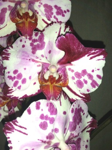 бабочка орхидея даймонд скай,бабочка меджик арт, фаленопсис бабочка;