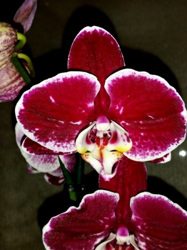 орхидеи продажа киев и украина,орхидеи почтой;