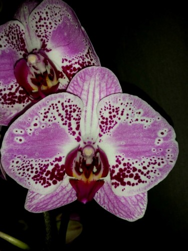 орхидеи продажа киев и украина,элегант бьюти фаленопсис;