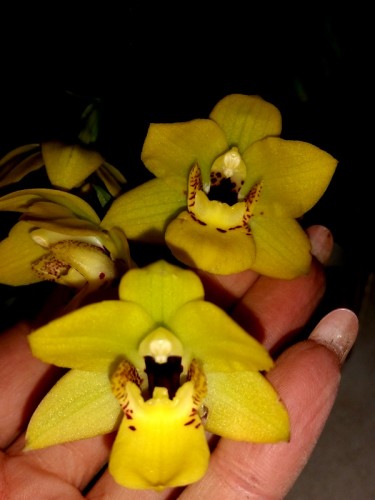 протея орхидея ампельная желтая купить;