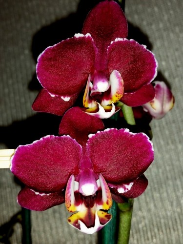 черные восковые орхидеи купить недорого, орхидеи продажа киев и украин