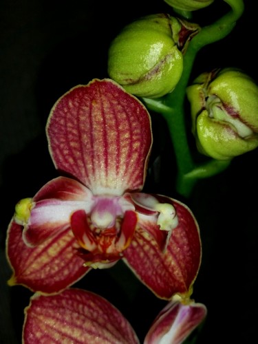 орхидея бабочка купить недорого,мими фаленопсис,оранжевая орхидея;