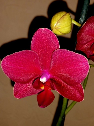 сого будди фаленопсис орхидея купить недорого,мультифлора сортовая куп