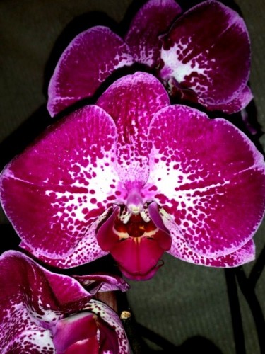 киев орхидеи,орхидеи киев, крупные орхидеи 10-12 см цветок куп;