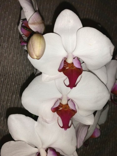 фаленопсис белый ред липс,недорогие орхидеи,орхидеи почтой, орхидеи пр