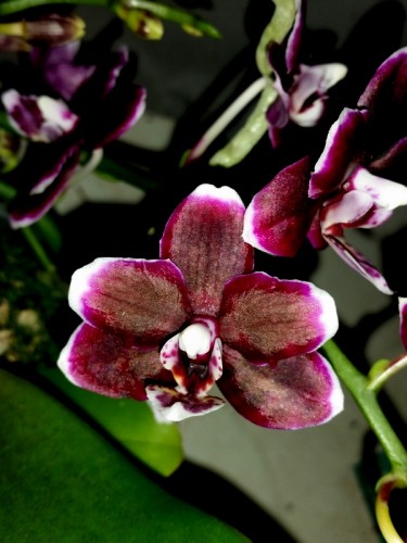 орхидея черная,орхидея мультифлора черный восковик купить,орхидеи прод