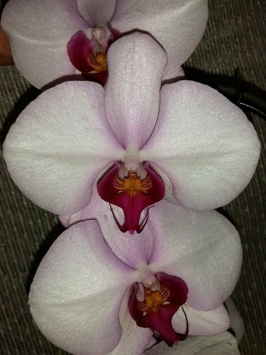 орхидеи купить, орхидеи продажа киев, орхидеи крупные каскадные;