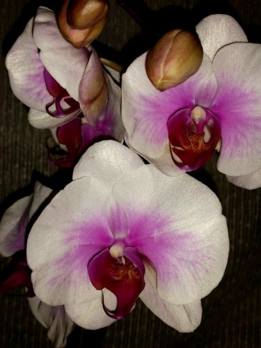 МАУНТИН орхидея,сортовые фаленопсисы, купить орхидеи в подарок недорог
