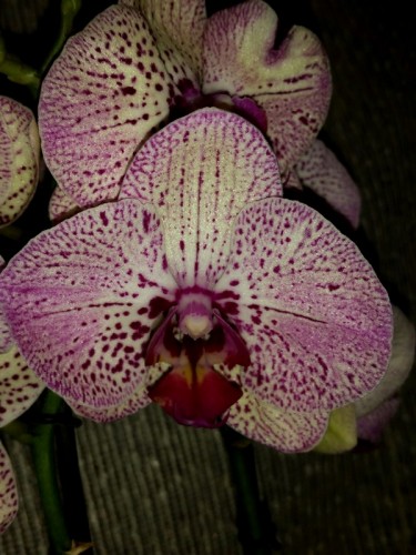 орхидеи продажа киев, орхидеи купить недорого киев,орхидея салатовая;