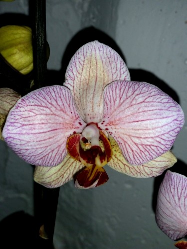 орхидеи продажа,орхидеи купить, мультифлора орхидея восковик;