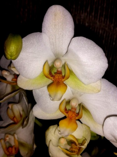 фаленопсис мультифлора купить недорого,белые пышные орхидеи;
