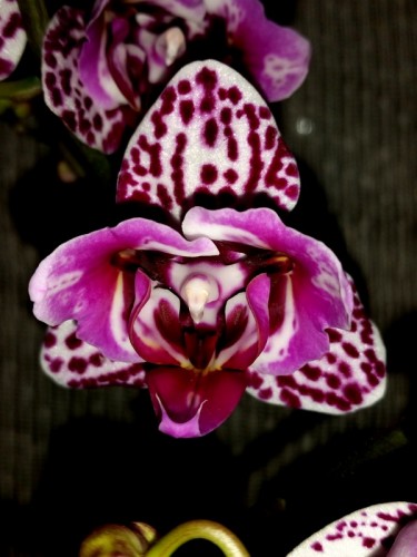 трилипс восковик орхидея, мультифлора кпить недорого киев и украина;