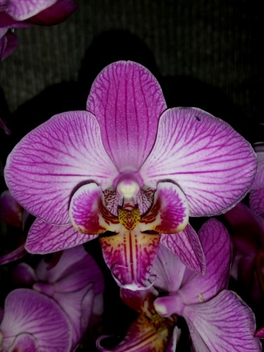 орхидея мультифлора купить недорого, орхиде продажа киев;