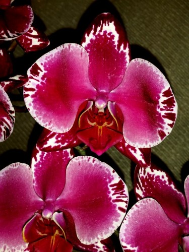 морозная вишня орхидея купить, орхидеи продажа киев и украина,орхидеи