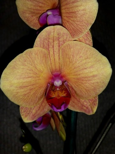 орхидеи продажа киев,орхидеи купить,оранжевая орхидея купить недорого;