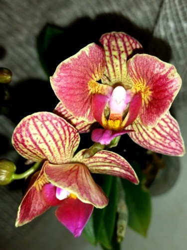 орхиде продажа киев,орхидея бабочка, минифаленопсис,миниорхидея;